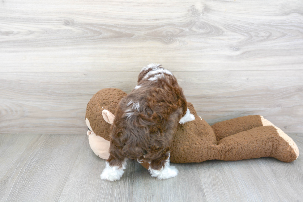 Mini Aussiedoodle Puppy for Adoption