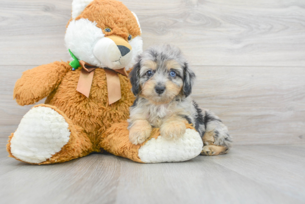 Fluffy Mini Aussiedoodle Poodle Mix Pup