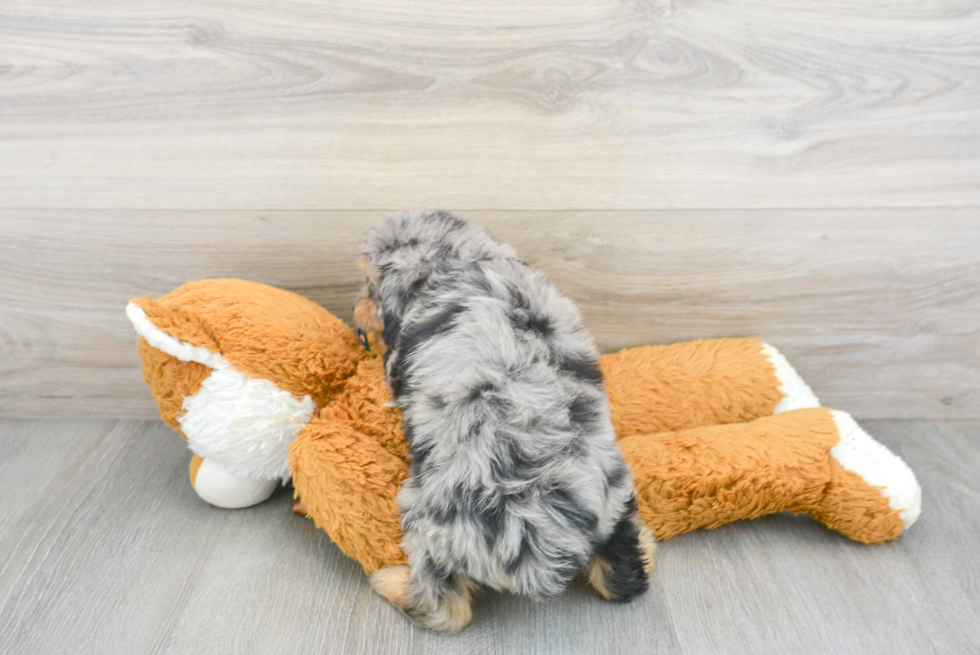 Petite Mini Aussiedoodle Poodle Mix Pup