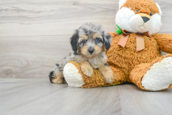 Small Mini Aussiedoodle Baby