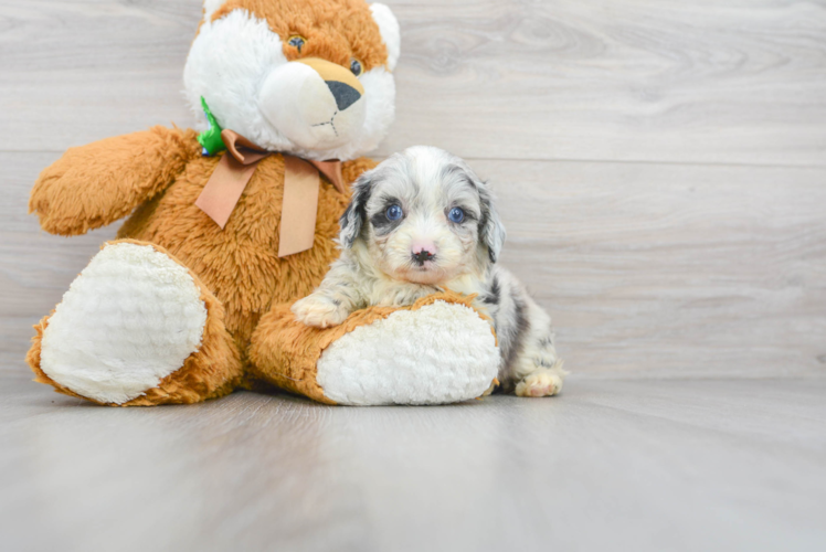 Best Mini Aussiedoodle Baby