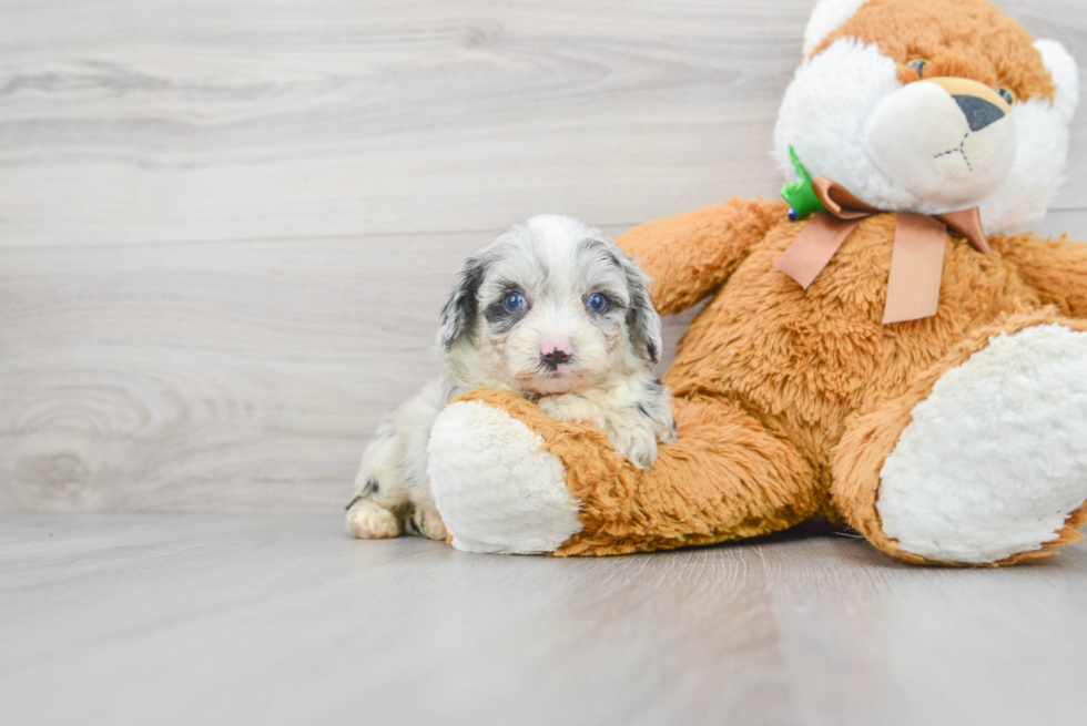 Best Mini Aussiedoodle Baby