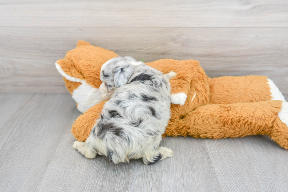 Energetic Aussiepoo Poodle Mix Puppy