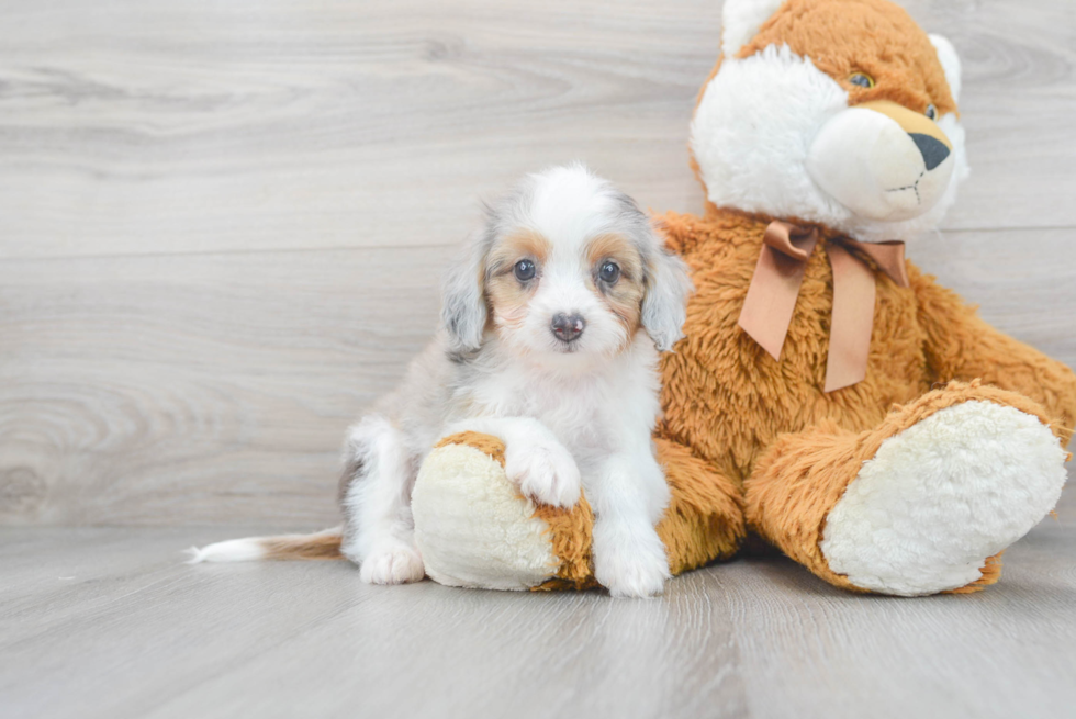 Mini Aussiedoodle Pup Being Cute