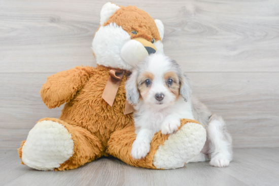 Friendly Mini Aussiedoodle Baby