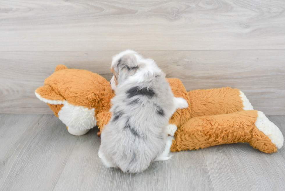 Best Mini Aussiedoodle Baby