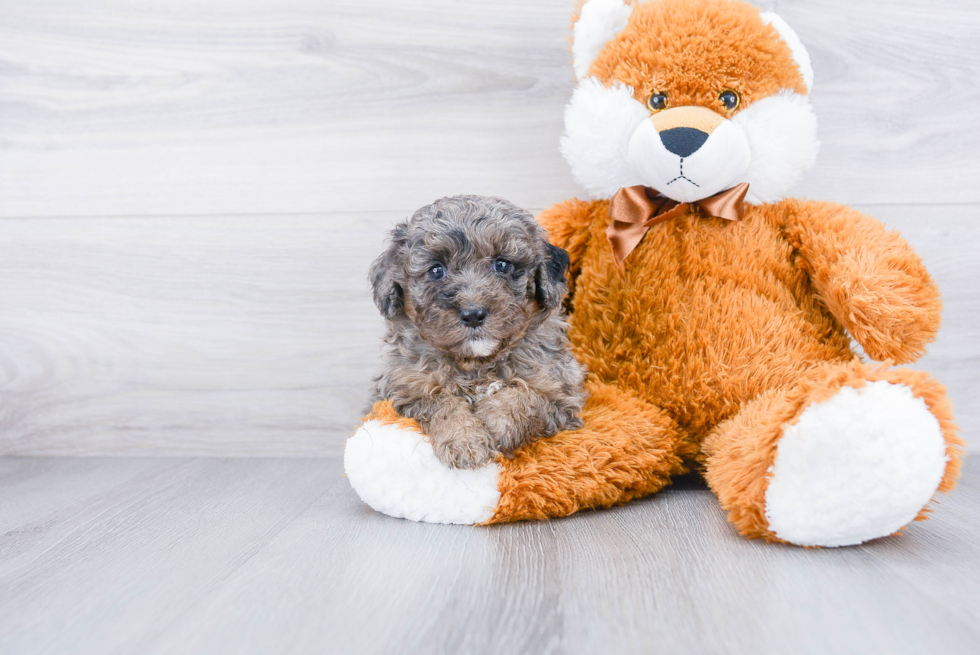 Best Mini Aussiedoodle Baby