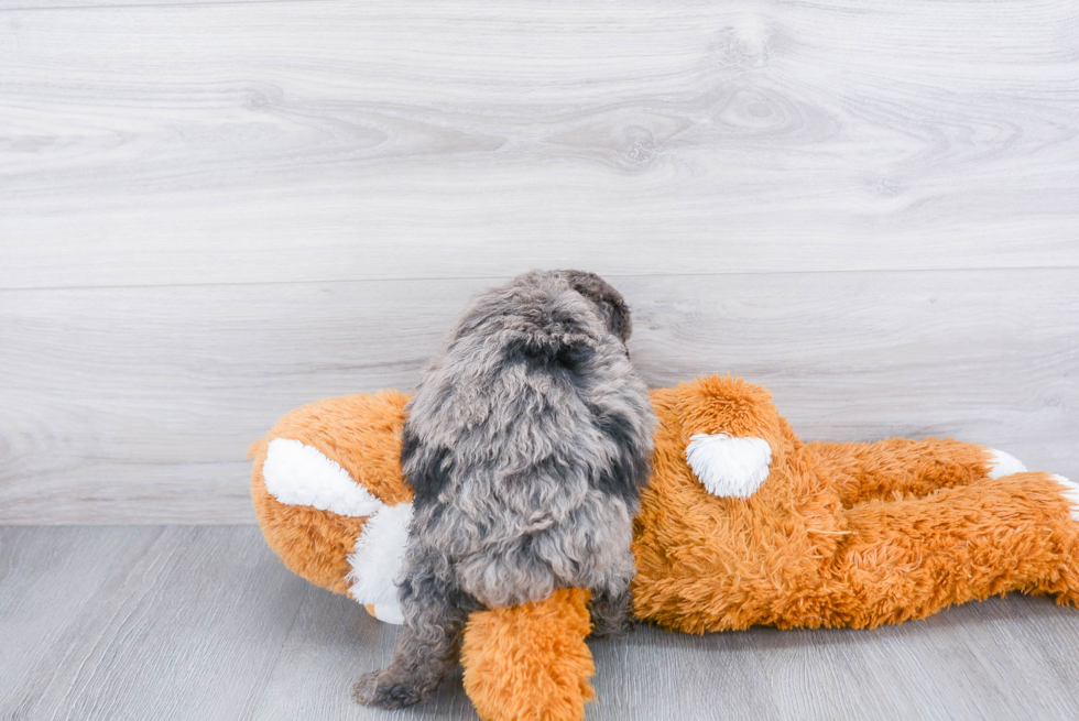 Best Mini Aussiedoodle Baby