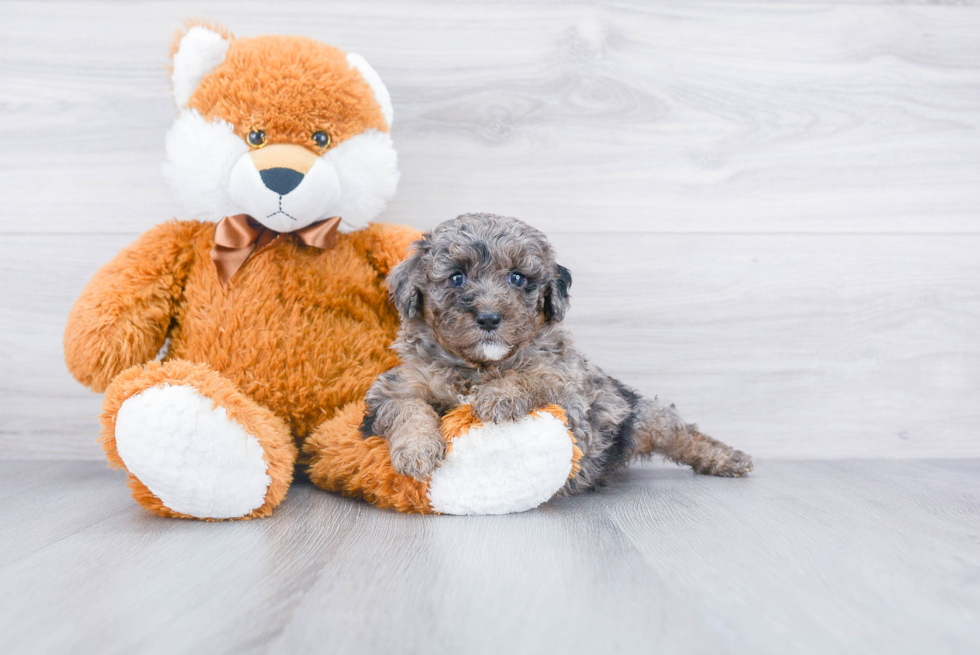 Mini Aussiedoodle Puppy for Adoption