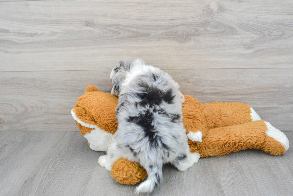 Playful Aussiepoo Poodle Mix Puppy