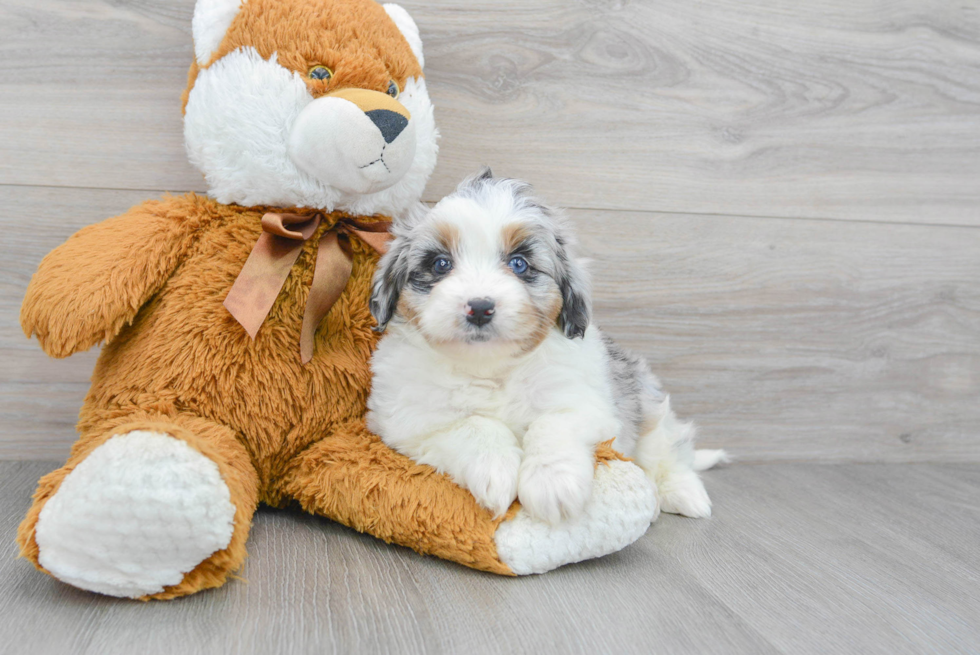 Fluffy Mini Aussiedoodle Poodle Mix Pup