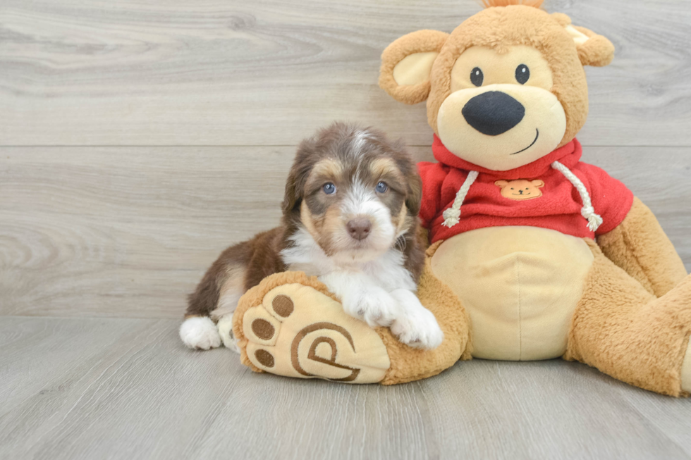 Mini Aussiedoodle Puppy for Adoption