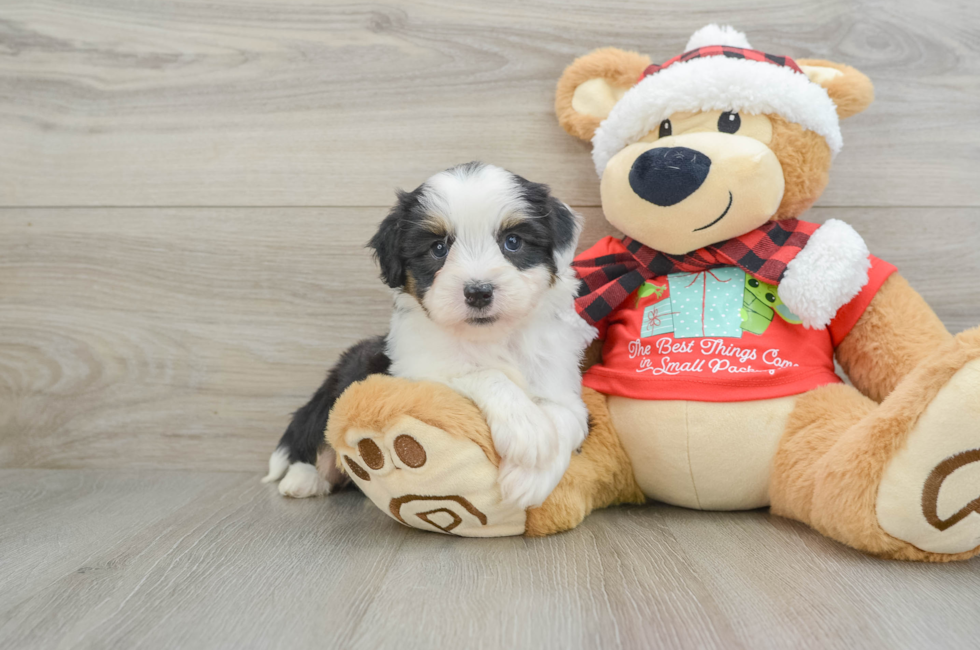 5 week old Mini Aussiedoodle Puppy For Sale - Premier Pups