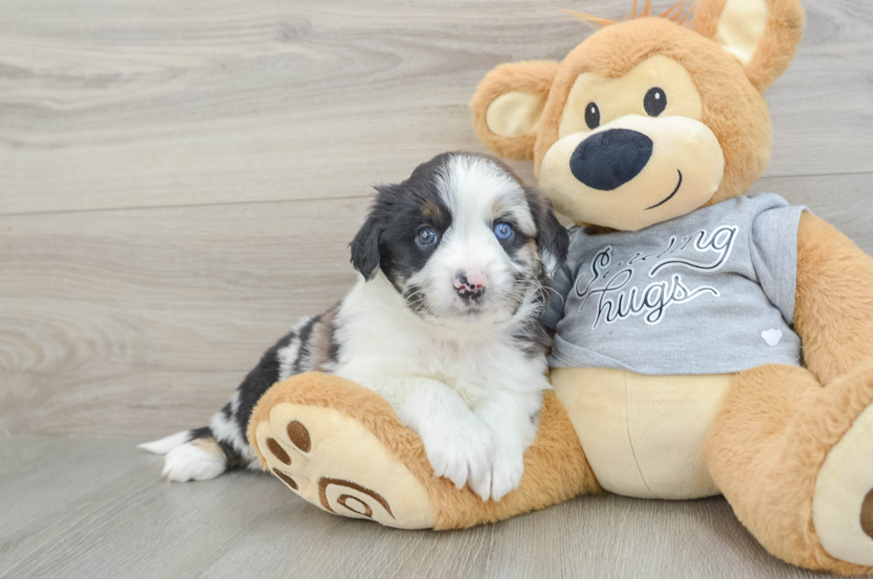 6 week old Mini Aussiedoodle Puppy For Sale - Premier Pups
