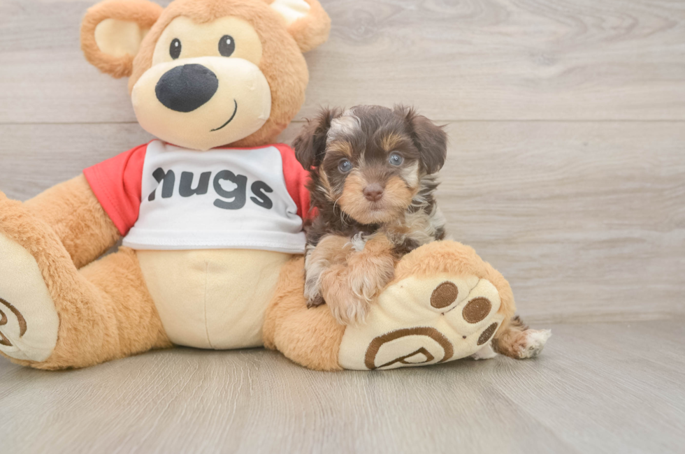 5 week old Mini Aussiedoodle Puppy For Sale - Premier Pups