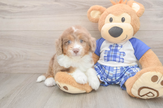 Mini Aussiedoodle Puppy for Adoption