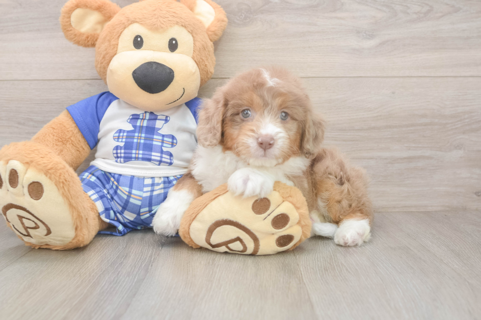Mini Aussiedoodle Puppy for Adoption