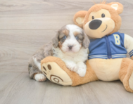 7 week old Mini Aussiedoodle Puppy For Sale - Premier Pups