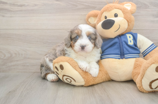 5 week old Mini Aussiedoodle Puppy For Sale - Premier Pups Mini Aussiedoodle Pup Being Cute