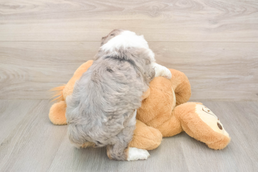 Mini Aussiedoodle Pup Being Cute