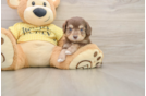Best Mini Aussiedoodle Baby