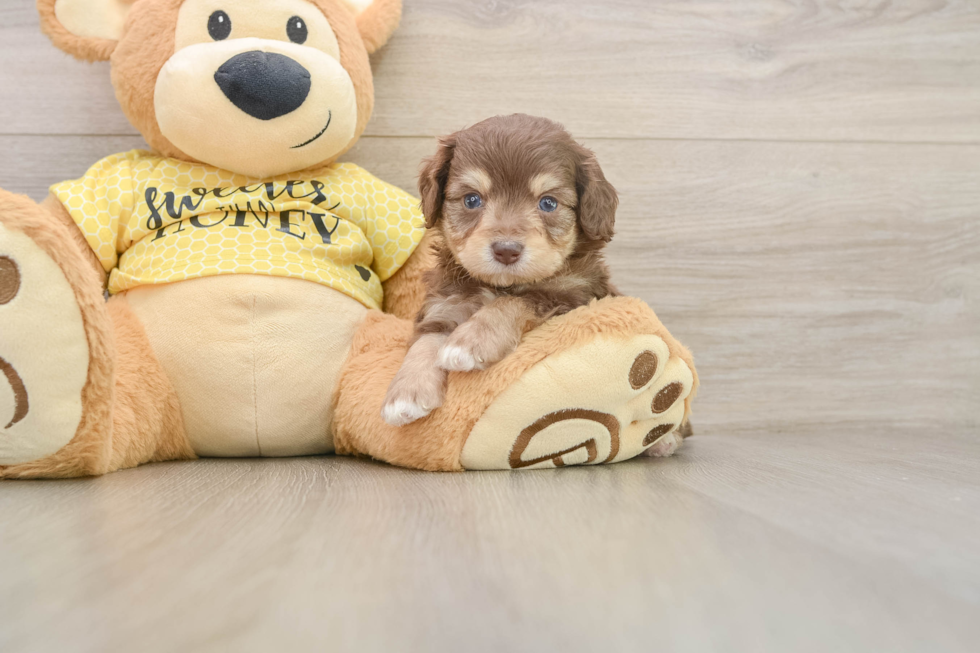 Best Mini Aussiedoodle Baby