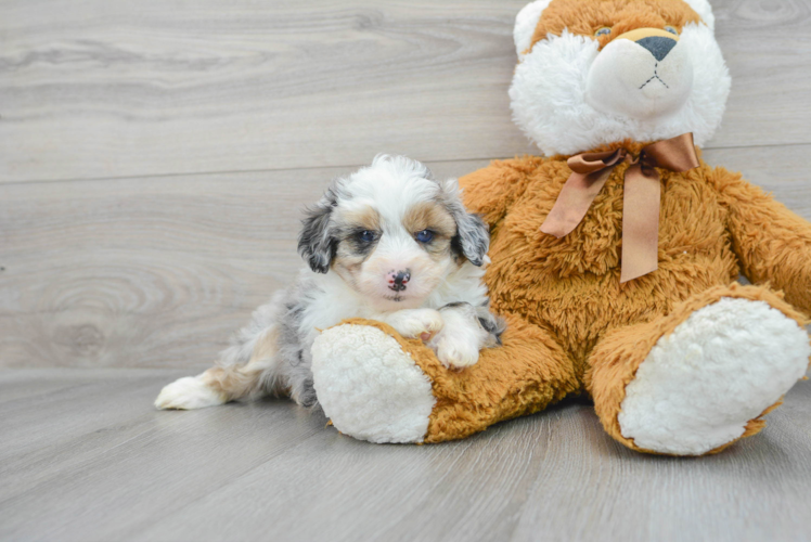 Best Mini Aussiedoodle Baby