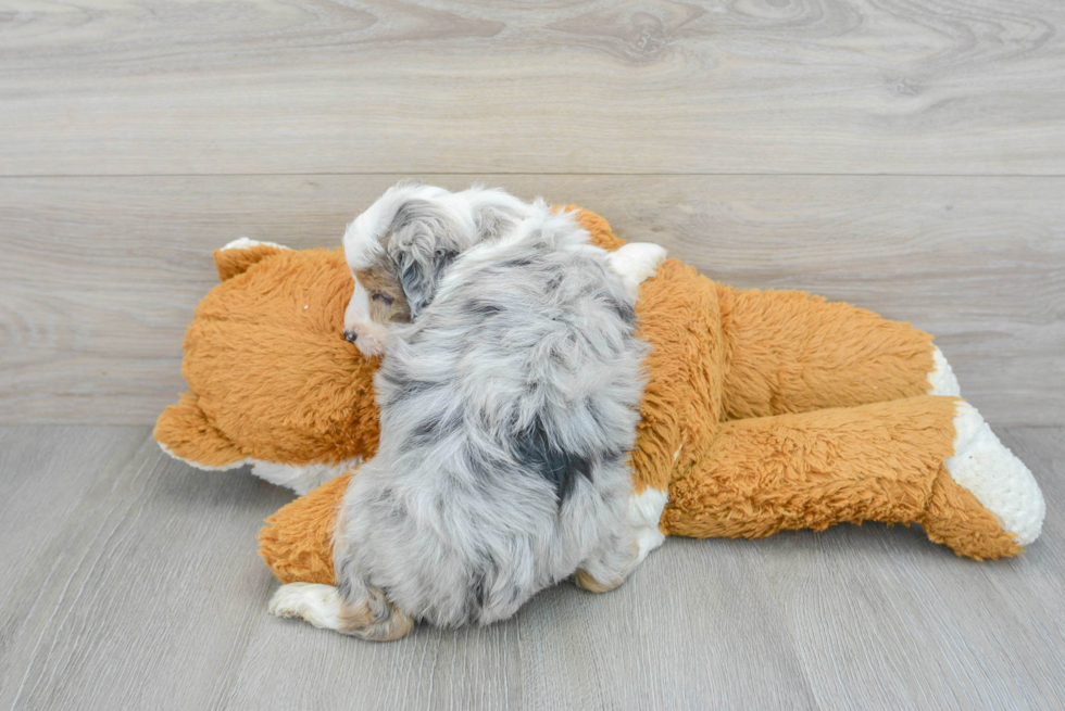 Hypoallergenic Aussiepoo Poodle Mix Puppy