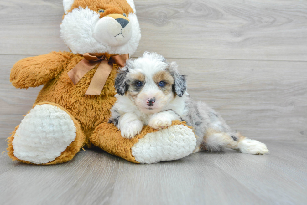 Small Mini Aussiedoodle Baby