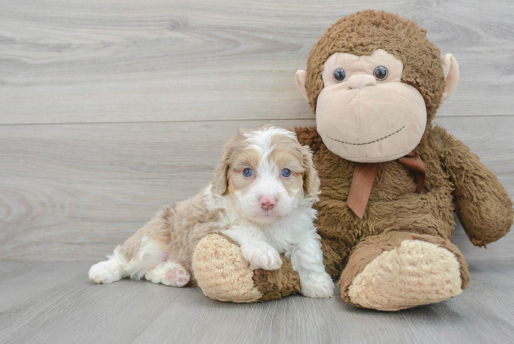 Mini Aussiedoodle Pup Being Cute