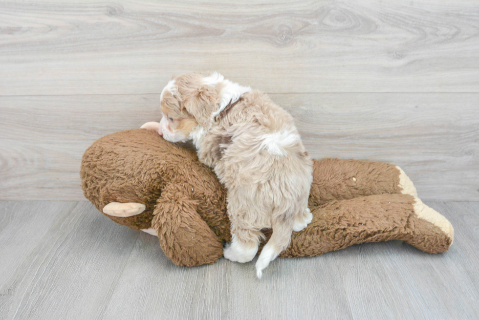 Mini Aussiedoodle Pup Being Cute