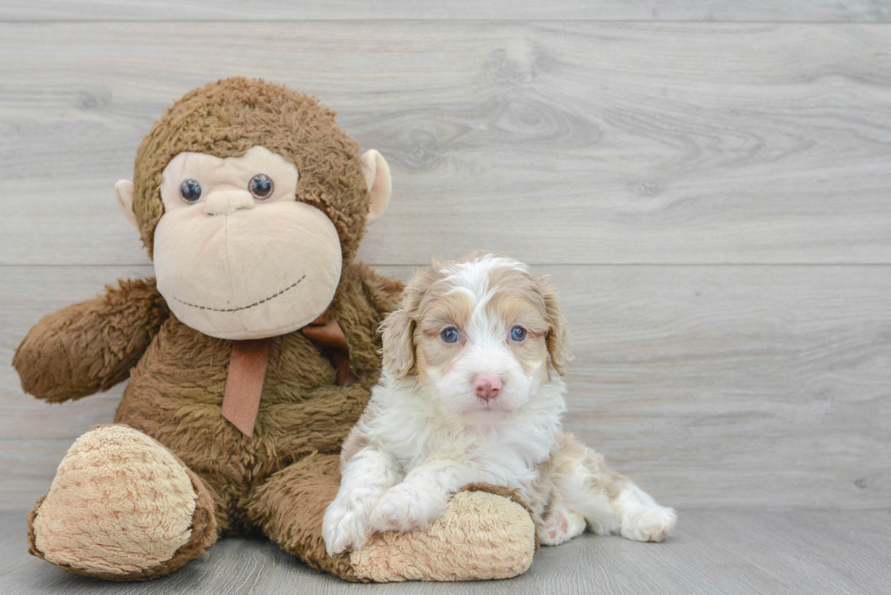 Best Mini Aussiedoodle Baby