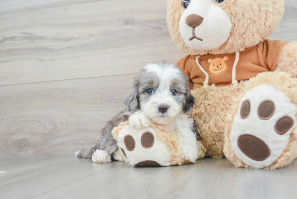 Energetic Aussiepoo Poodle Mix Puppy