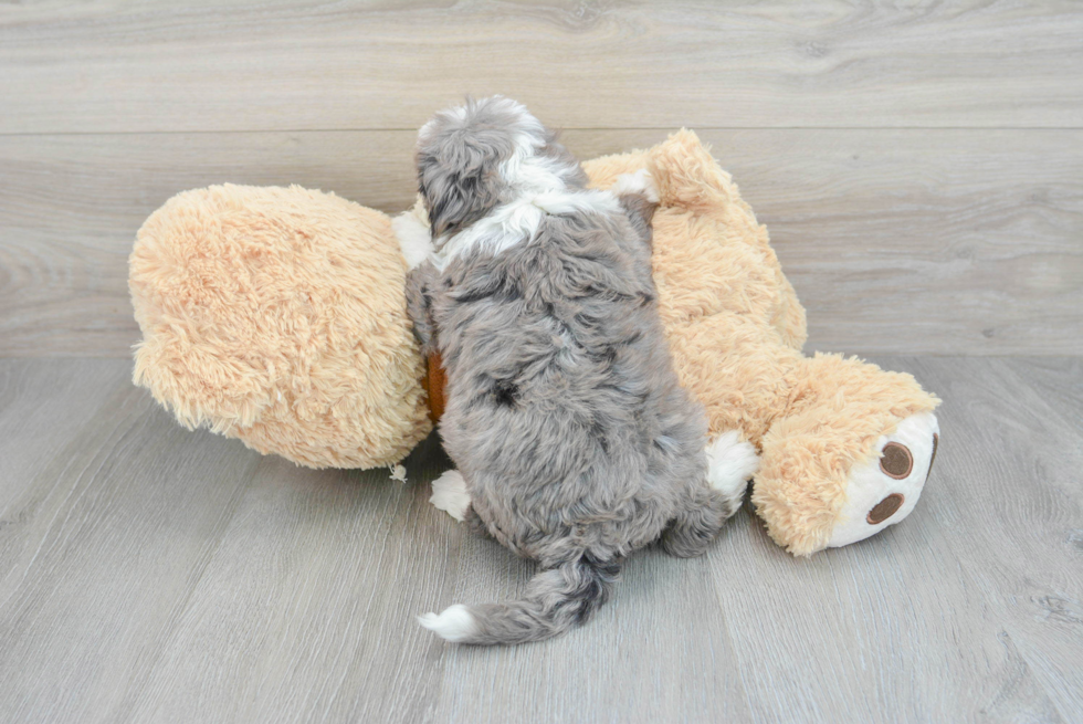 Sweet Mini Aussiedoodle Baby