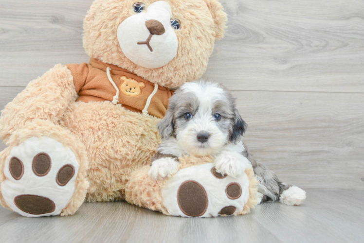 Mini Aussiedoodle Puppy for Adoption