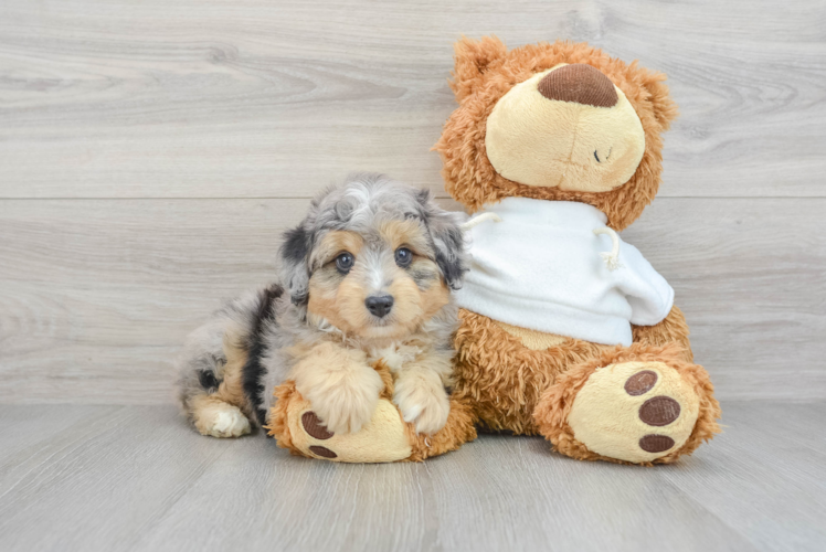 Best Mini Aussiedoodle Baby