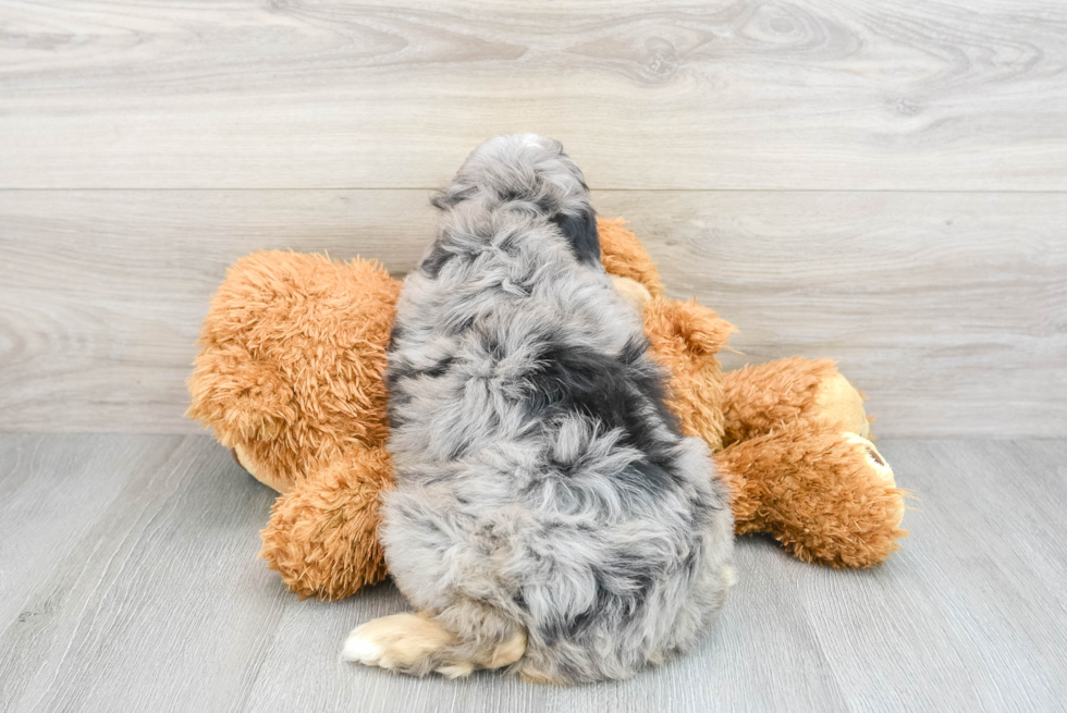 Funny Mini Aussiedoodle Poodle Mix Pup