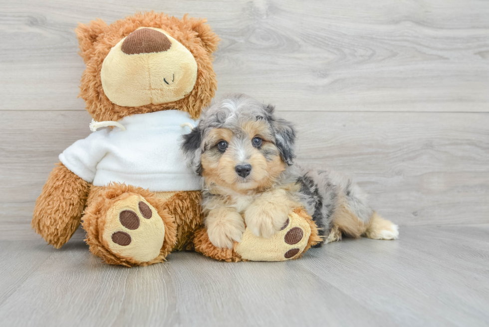 Best Mini Aussiedoodle Baby