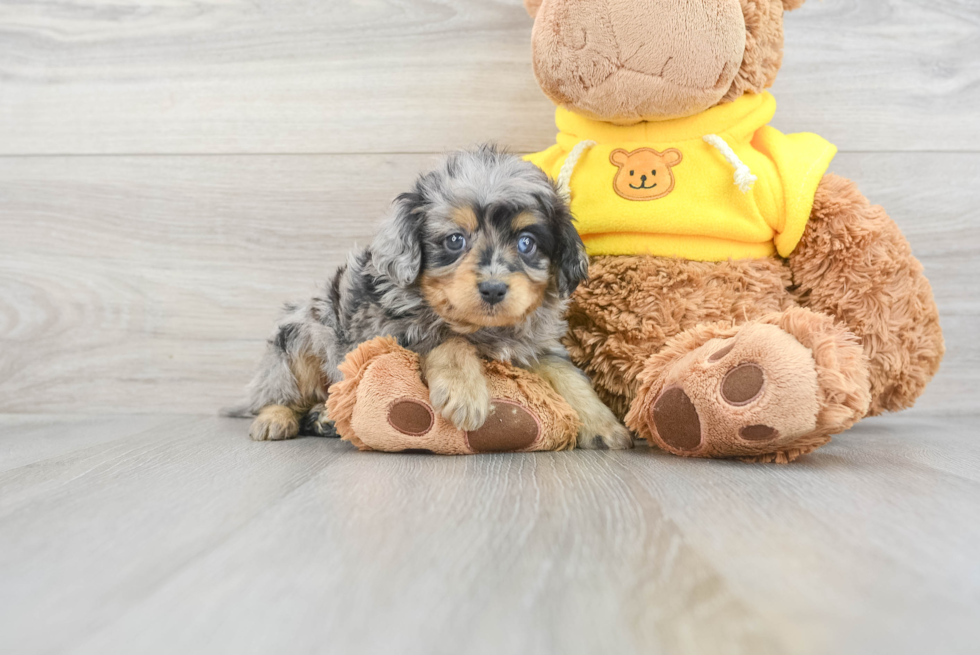 Petite Mini Aussiedoodle Poodle Mix Pup