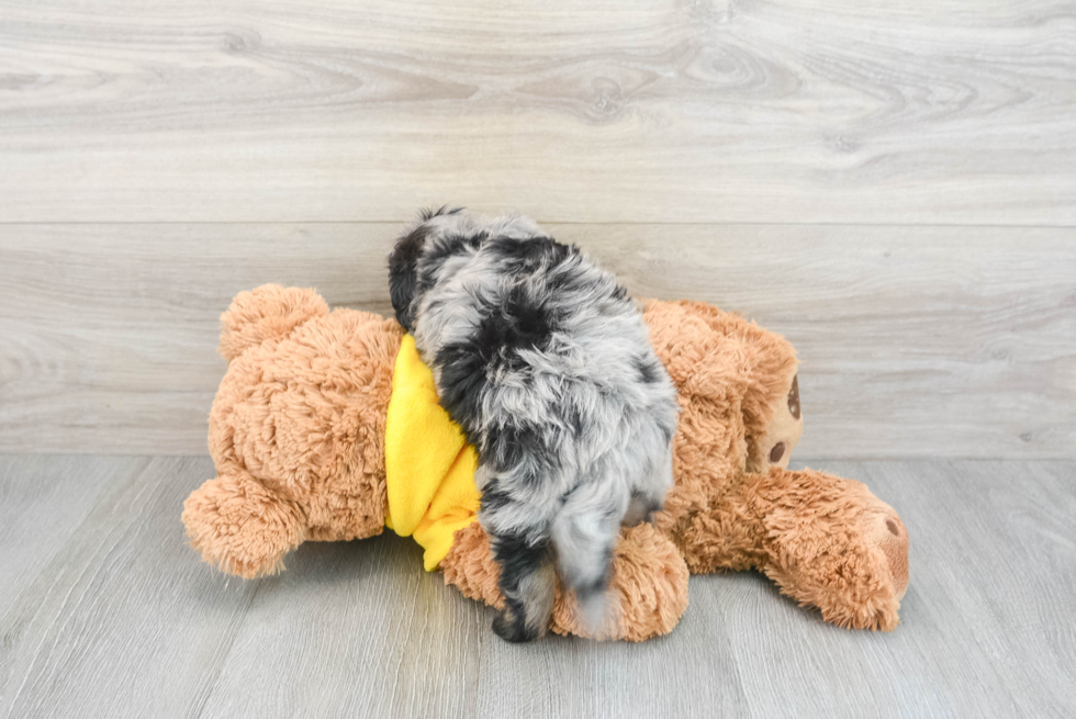 Happy Mini Aussiedoodle Baby