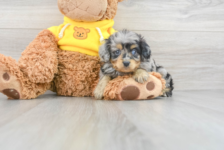 Cute Mini Aussiedoodle Baby