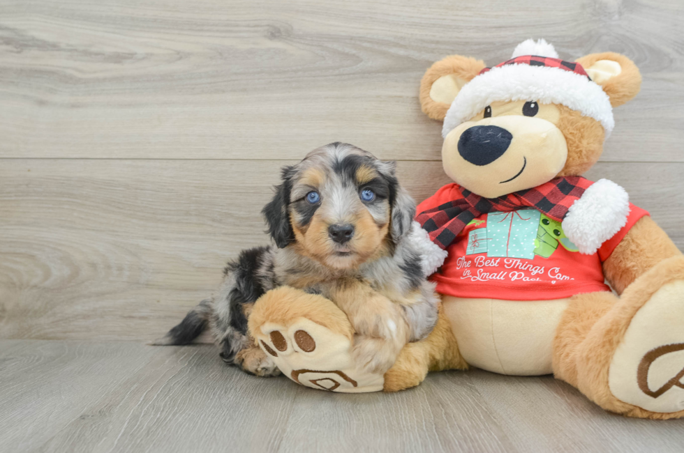 5 week old Mini Aussiedoodle Puppy For Sale - Premier Pups