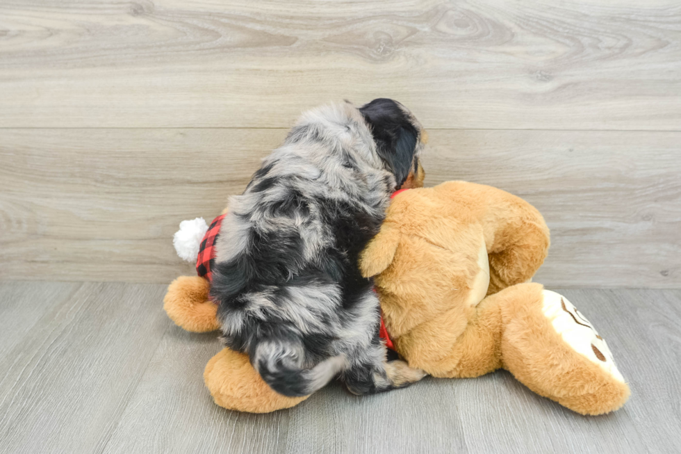 Mini Aussiedoodle Pup Being Cute