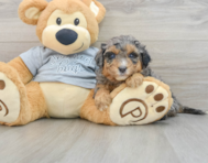 8 week old Mini Aussiedoodle Puppy For Sale - Premier Pups