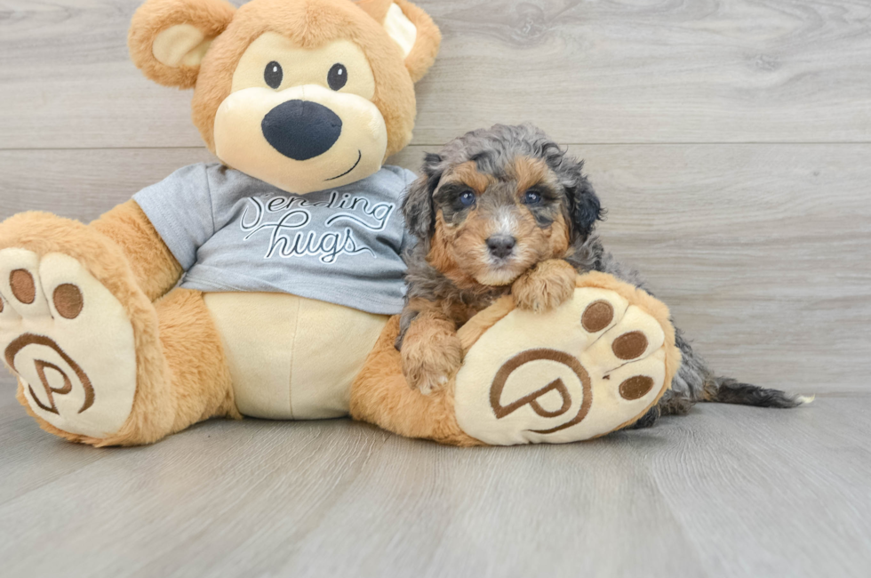 5 week old Mini Aussiedoodle Puppy For Sale - Premier Pups