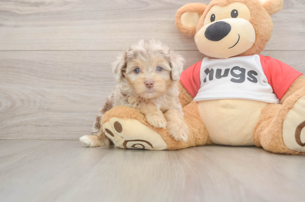 5 week old Mini Aussiedoodle Puppy For Sale - Premier Pups