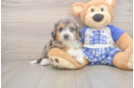 Best Mini Aussiedoodle Baby