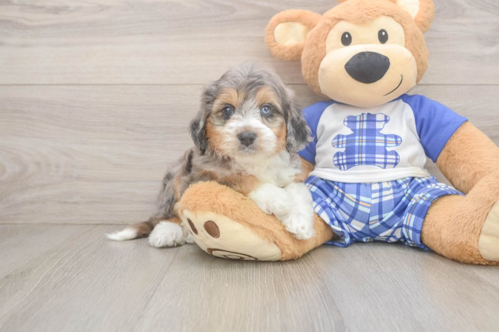 Best Mini Aussiedoodle Baby