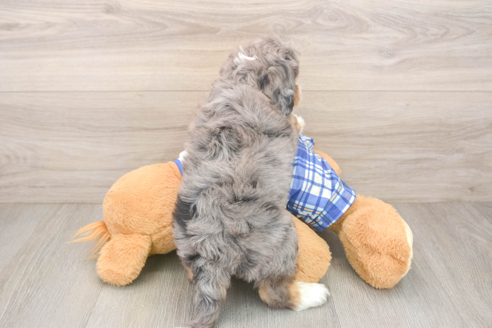 Fluffy Mini Aussiedoodle Poodle Mix Pup