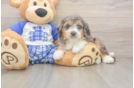 Cute Mini Aussiedoodle Baby